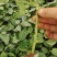 玫瑰苗10~20cm，一年四季开花，味道清香，可做盆栽