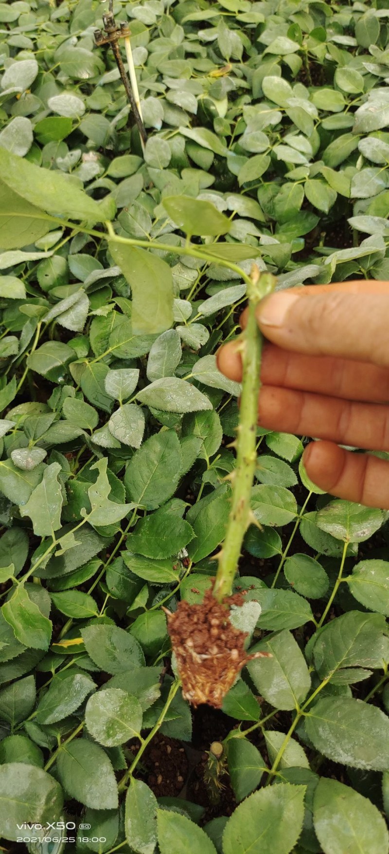 玫瑰苗10~20cm，一年四季开花，味道清香，可做盆栽