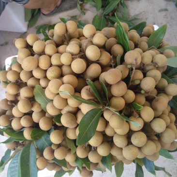石硖，储良大量上市，可果园订货，百家果收货，量大。