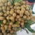 石硖，储良大量上市，可果园订货，百家果收货，量大。
