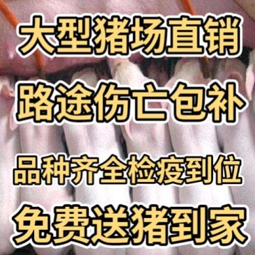 四川大型猪场常年供应优良仔猪【防疫到位专车运输】