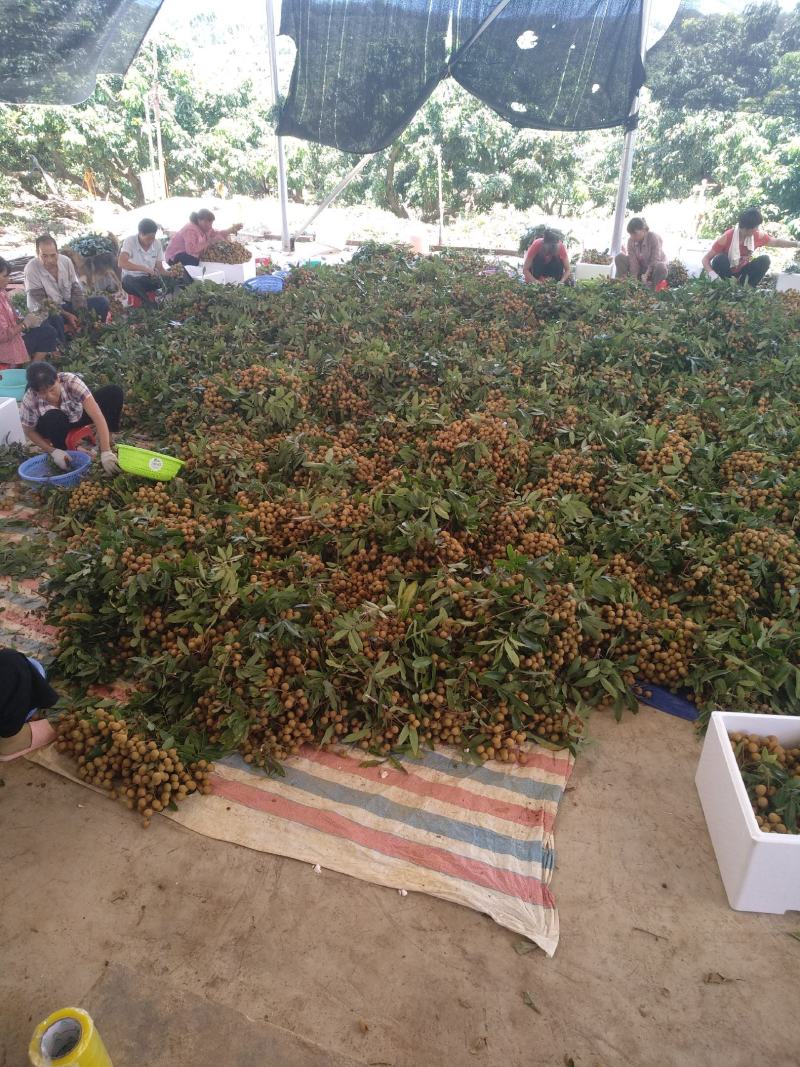储良，大量上市，一手货源，产地直销，价格亲民