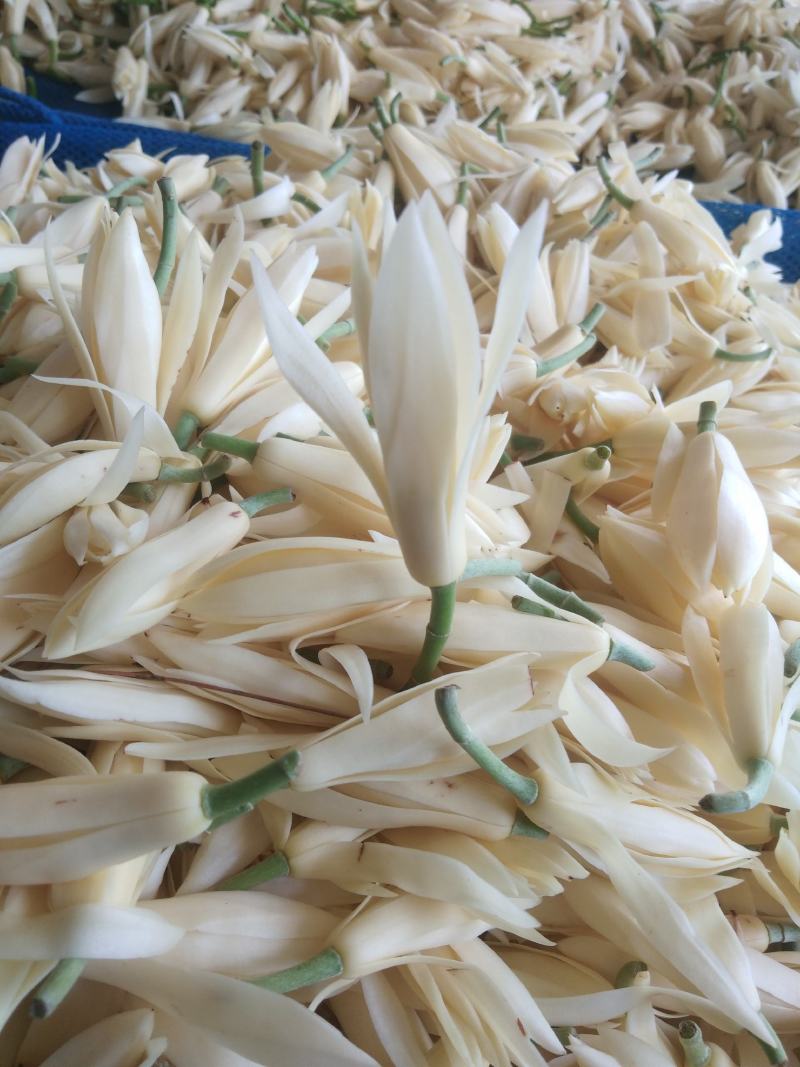 新鲜玉兰花带花苞白兰花香花现摘现发，产地直发，欢迎合作