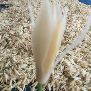 新鲜玉兰花带花苞白兰花香花现摘现发，产地直发，欢迎合作