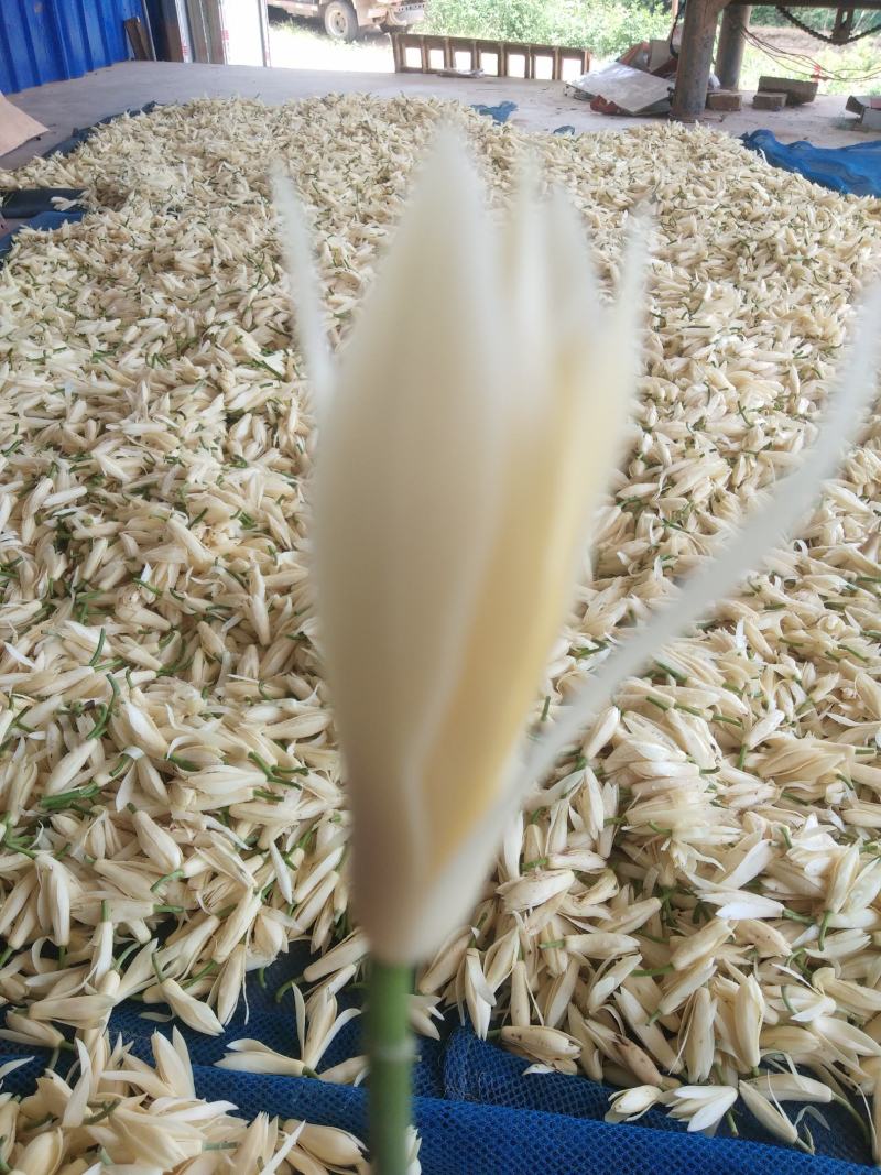 新鲜玉兰花带花苞白兰花香花现摘现发，产地直发，欢迎合作