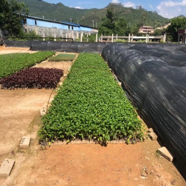 蟛蜞菊，黄花蟛蜞草、黄花墨菜、黄花龙舌草、田黄菊、卤地菊