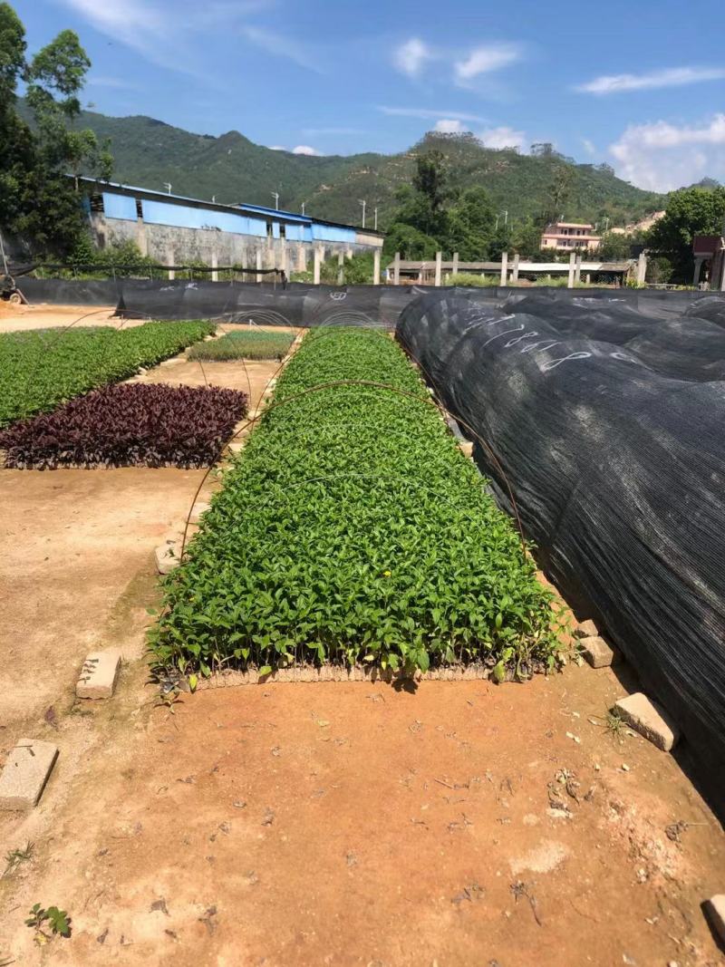 蟛蜞菊，黄花蟛蜞草、黄花墨菜、黄花龙舌草、田黄菊、卤地菊