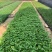 蟛蜞菊，黄花蟛蜞草、黄花墨菜、黄花龙舌草、田黄菊、卤地菊