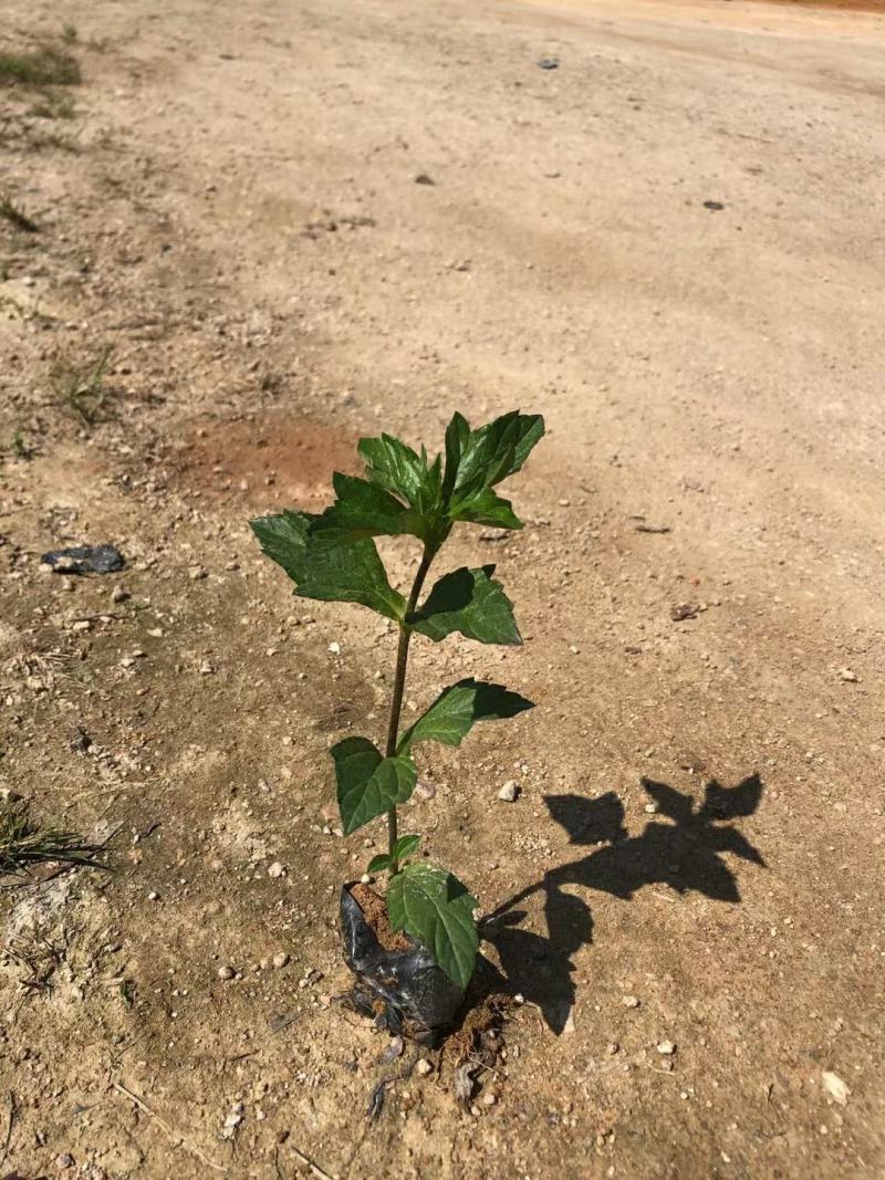 蟛蜞菊，黄花蟛蜞草、黄花墨菜、黄花龙舌草、田黄菊、卤地菊