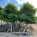 秋枫，茄冬、秋风子、大秋枫、红桐、过冬梨、朱桐树
