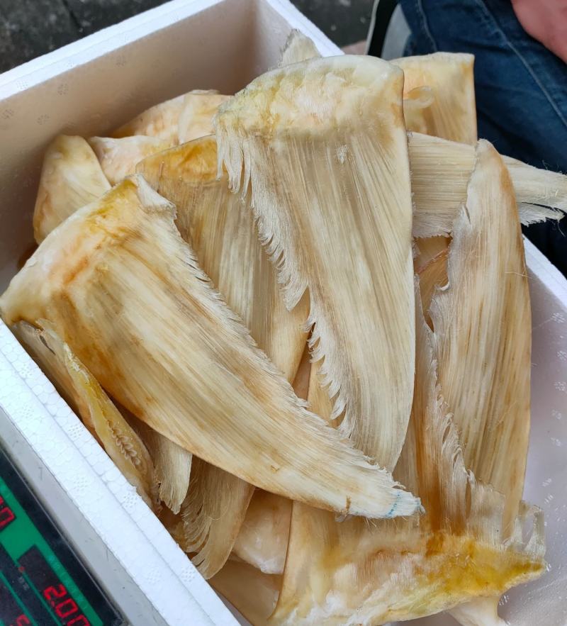 8-10寸金钩鲨鱼翅批发
