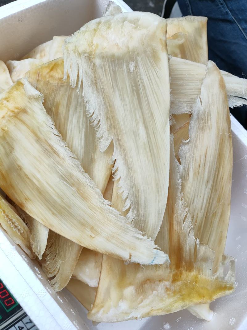 8-10寸金钩鲨鱼翅批发