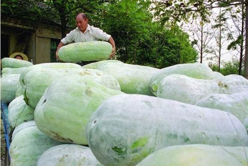 千亩黑皮冬瓜基地地冬瓜白皮冬瓜吊冬瓜一手货源