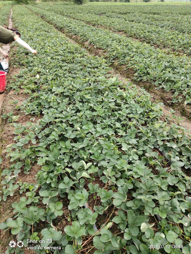 精品红颜草莓苗【各品种齐全】质量保证免费技术指导