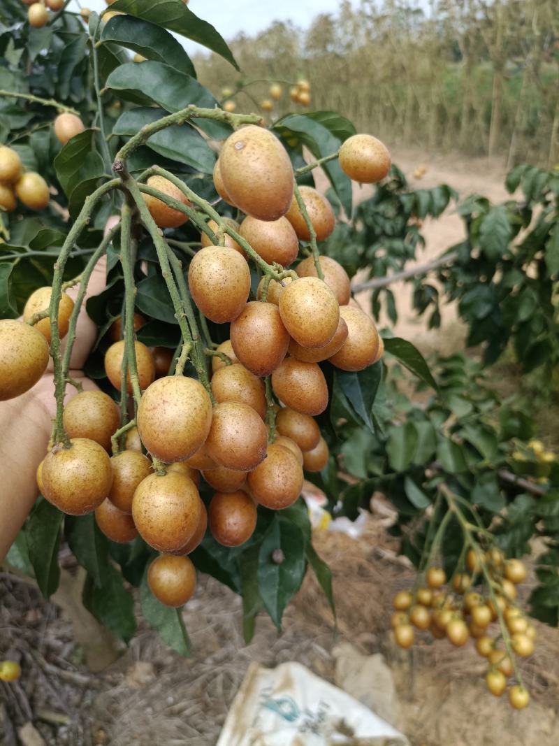 黄皮果，鸡心，无籽，贵妃，黑金刚，土黄皮，大量供应