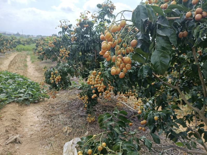 黄皮果，鸡心，无籽，贵妃，黑金刚，土黄皮，大量供应