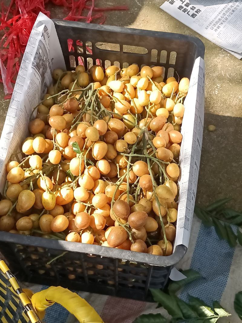 黄皮果，鸡心，无籽，贵妃，黑金刚，土黄皮，大量供应