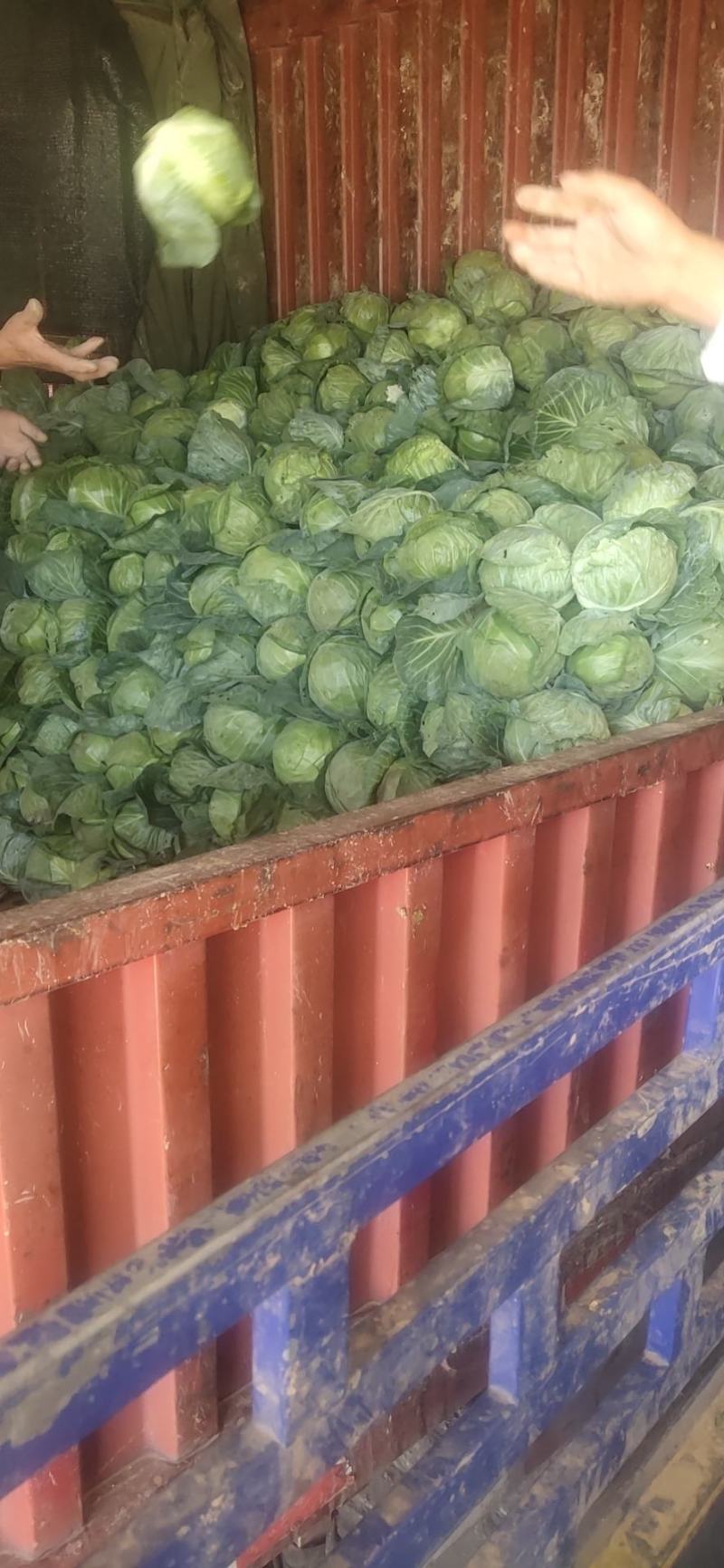 精品甘蓝