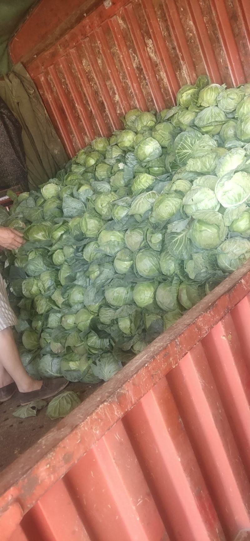 精品甘蓝