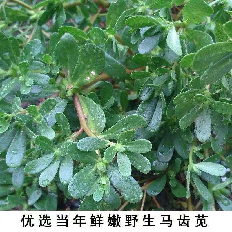 马齿苋新鲜食用马齿菜农家现挖野菜天然野菜