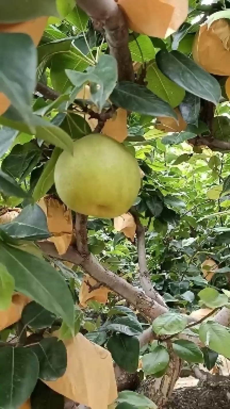 翠冠梨大量上市了，想合作的伙伴联系我呦！