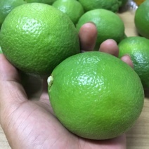 广东大型尤力克青柠檬基地直供