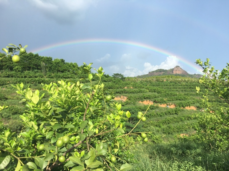 广东大型尤力克青柠檬基地直供