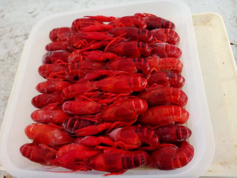 清水虾4/5/6带头，清水虾，清水虾