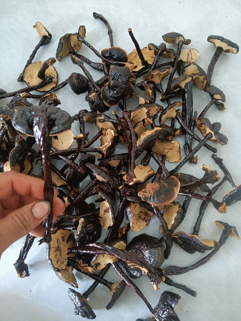 小黑竹灵芝金边灵芝不苦菌香味浓郁新货上市量大优惠