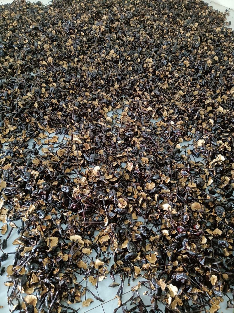 小黑竹灵芝金边灵芝不苦菌香味浓郁新货上市量大优惠