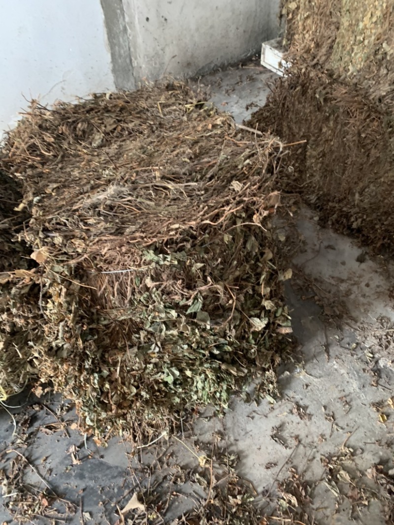 鱼腥草