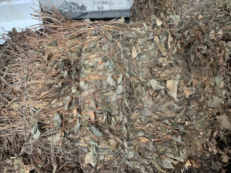 鱼腥草