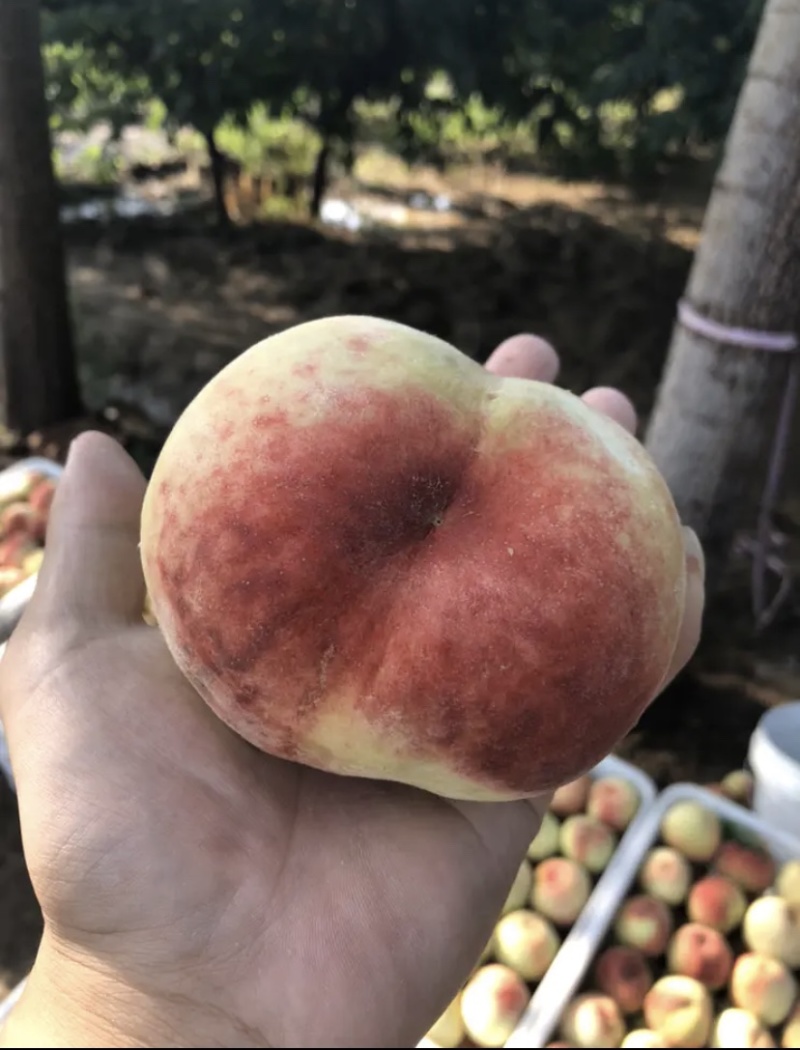 桃