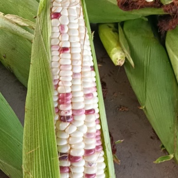 花糯玉米水果玉米江苏产地直供基地量大质优价廉