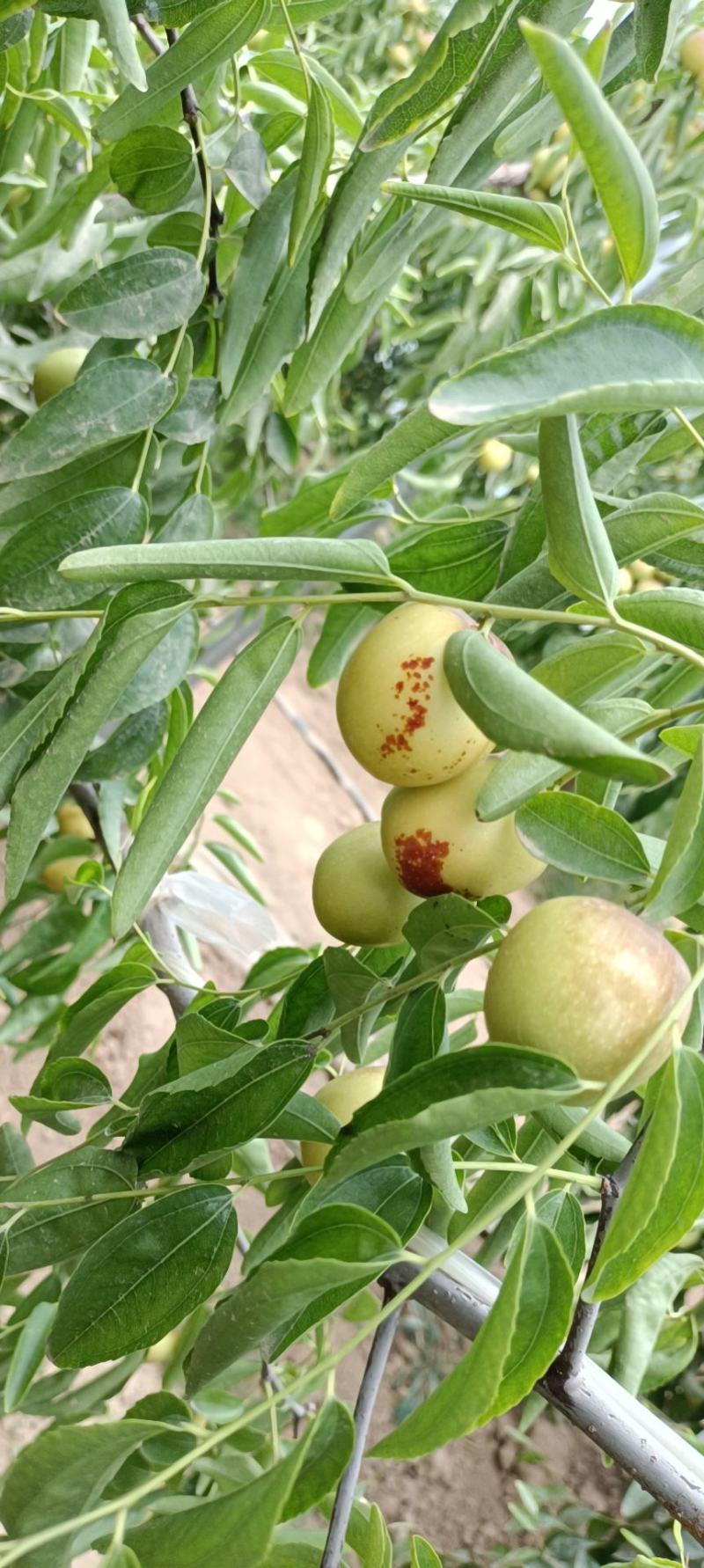 陕西大荔冬枣大量上市