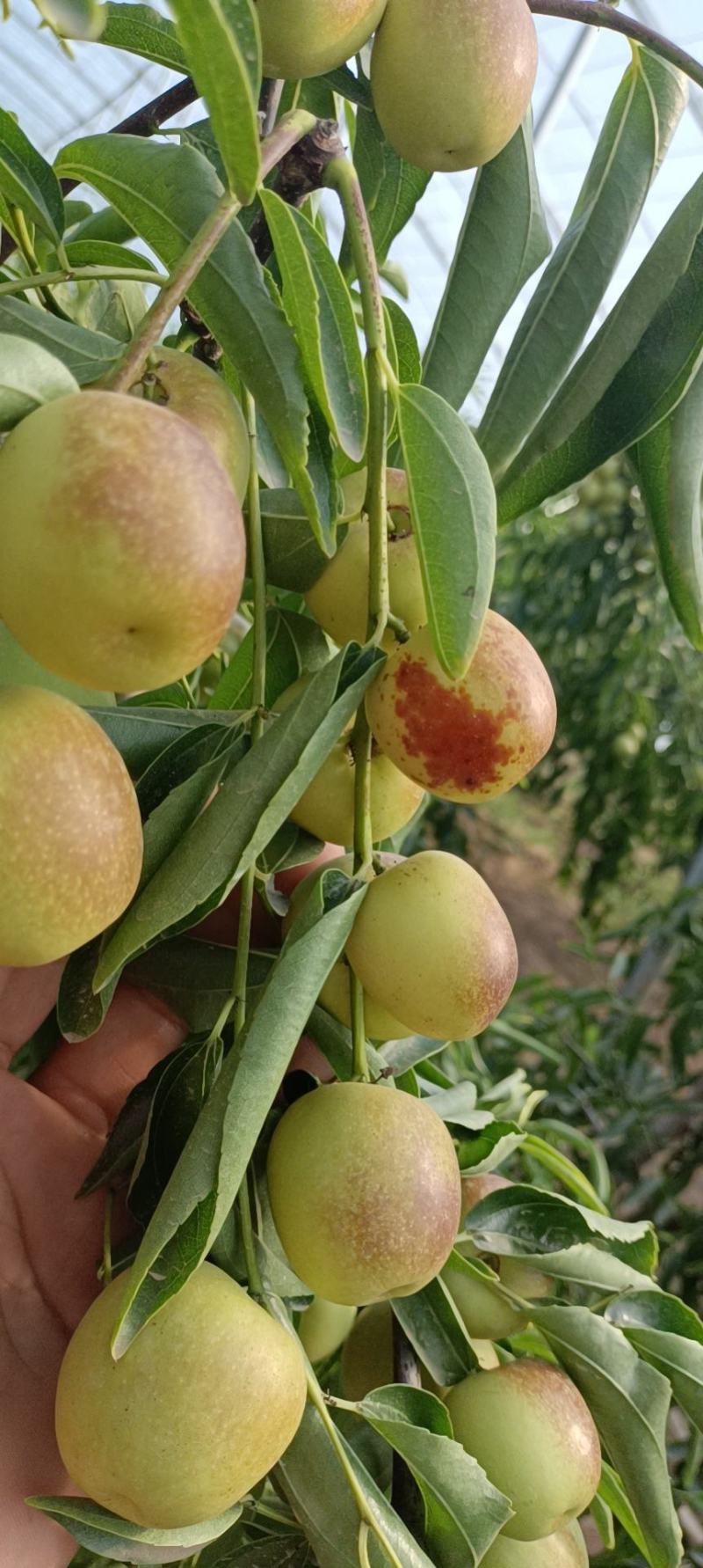 陕西大荔冬枣大量上市