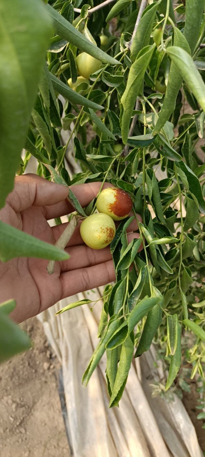 陕西大荔冬枣大量上市