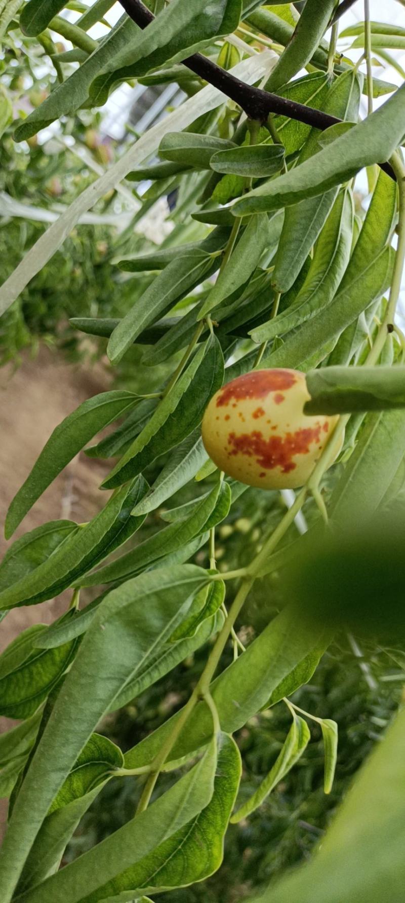 陕西大荔冬枣大量上市