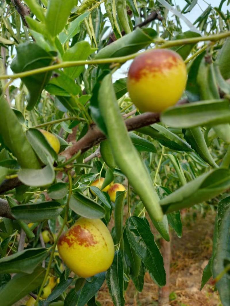 陕西大荔冬枣大量上市