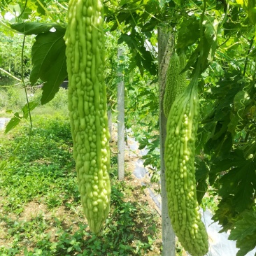 自种精品油瓜，天天有货，新鲜现摘现发，真誠与各位老板合作
