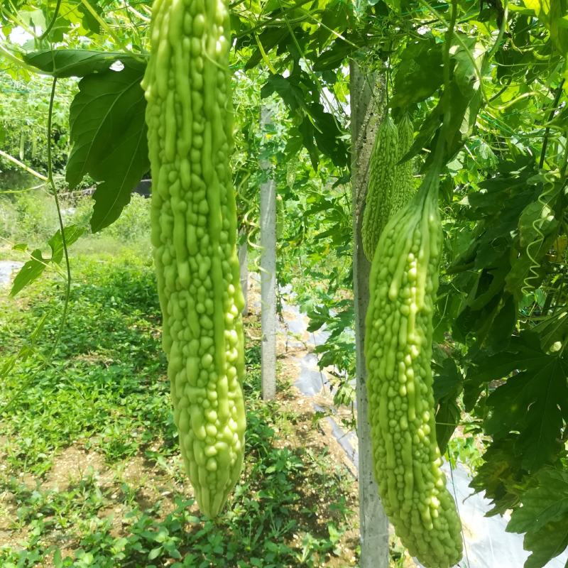 自种精品油瓜，天天有货，新鲜现摘现发，真誠与各位老板合作