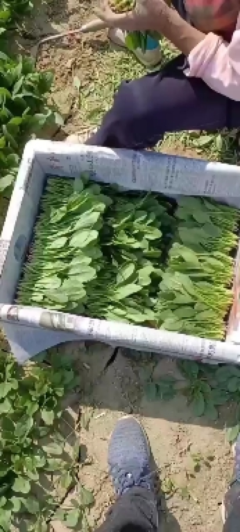 精品小菠菜大量有货，欢迎各位老板下单。精品菠菜苗。