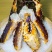 生冻帝王蟹脚、饱满好、中西餐、日料火锅都可用、全国发货。