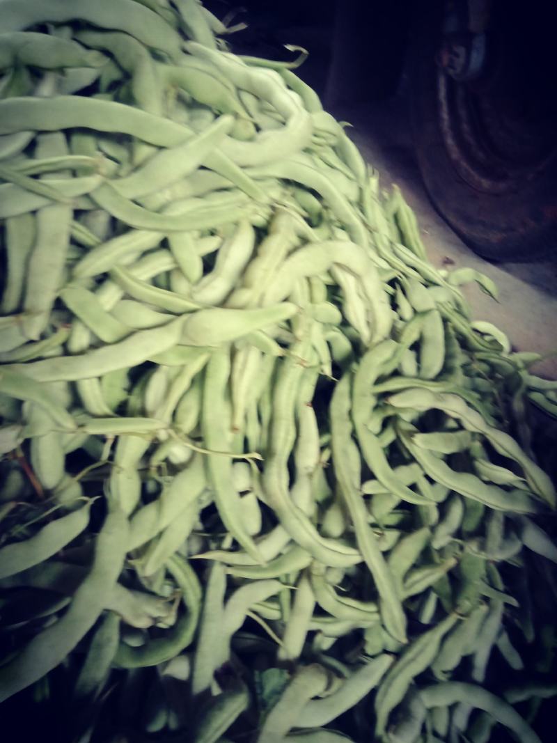 自家种植的逄王一品九粒白，绿色金荚芸豆，欢迎各地老板采购