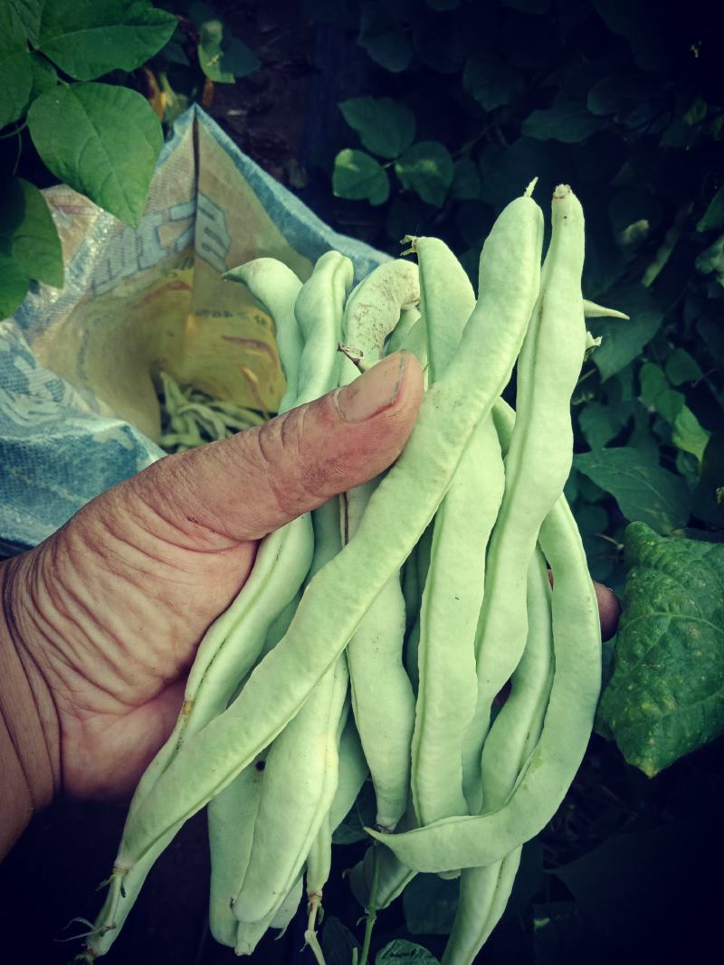 自家种植的逄王一品九粒白，绿色金荚芸豆，欢迎各地老板采购