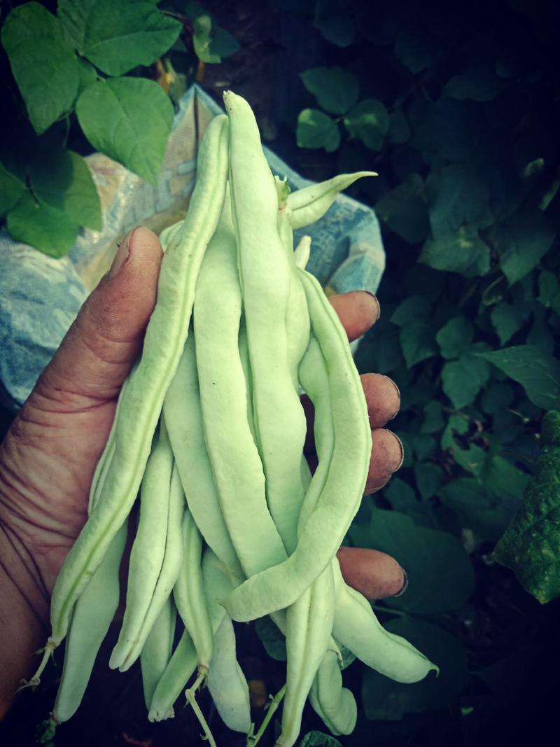 自家种植的逄王一品九粒白，绿色金荚芸豆，欢迎各地老板采购