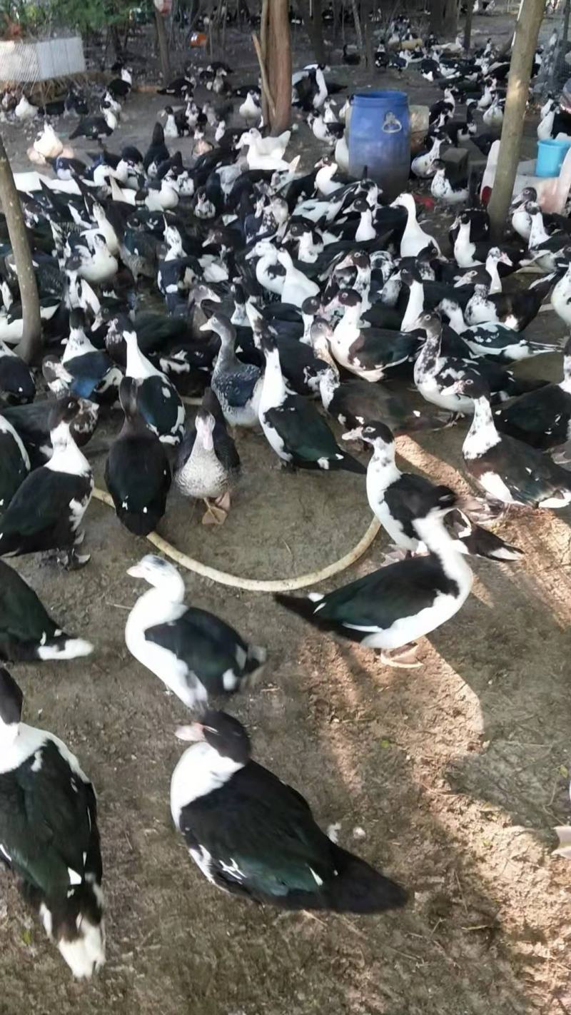 黑番鸭