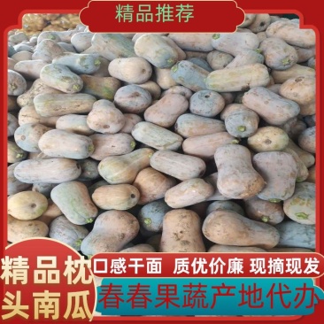 精品枕头南瓜陕西南瓜质优价廉一手货源代发全国