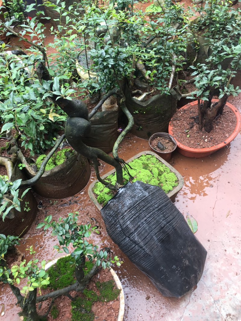金弹子