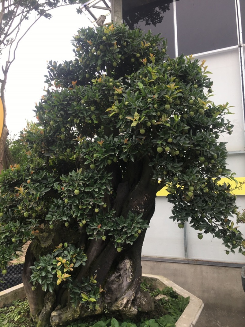 金弹子